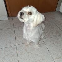 Maltese per monta