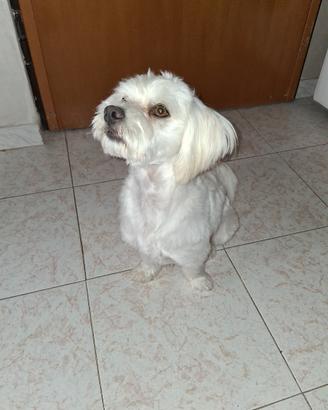 Maltese per monta