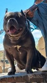 Animali