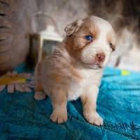 Cuccioli di pastore australiano con pedigree