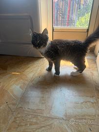 Maine coon