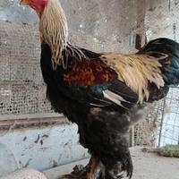 Brahma