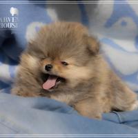 Volpino nano di pomerania