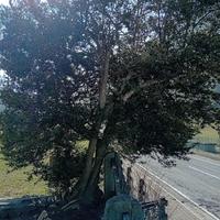 Albero di bosso