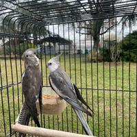 Coppia calopsiti faccia bianca