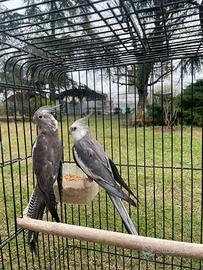 Coppia calopsiti faccia bianca