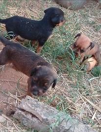 Cirneco