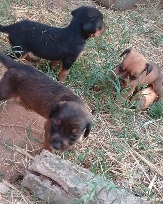 Cirneco