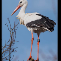 Coppia cicogna europea