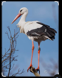 Coppia cicogna europea