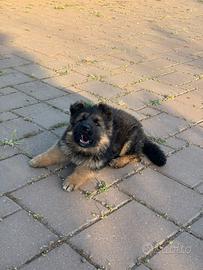 Cucciola