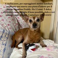 Freddy, dolcissimo cagnolino