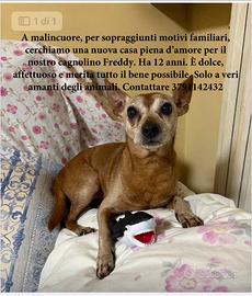 Freddy, dolcissimo cagnolino