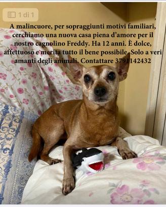 Freddy, dolcissimo cagnolino