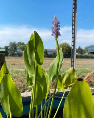 Piante da laghetto