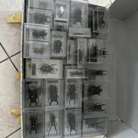 Collezione insetti de agostini 50 pezzi