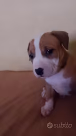 Pitbull maschio e femmina