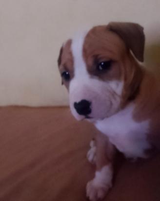 Pitbull maschio e femmina