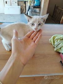 Gattino di 1 mese e mezzo