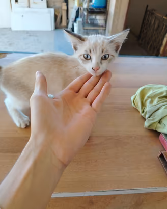 Gattino di 1 mese e mezzo