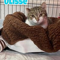 Ulisse gatto bianco grigio di 9 anni