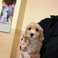 Maltipoo Mini Toy albicocca