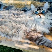 Gatti siberiani pedigree