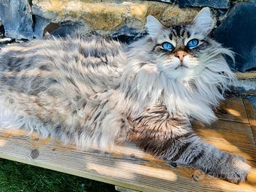 Gatti siberiani pedigree