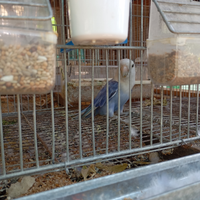 Cocorite/inseparabili