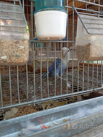 Cocorite/inseparabili