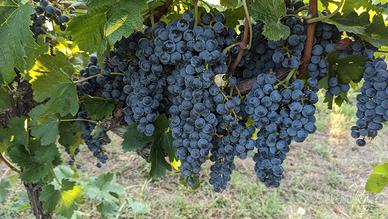 uva vino