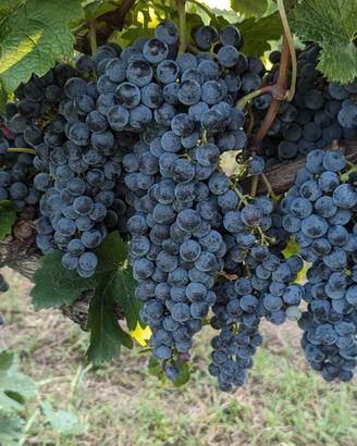 uva vino