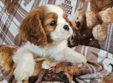 Cucvioli di Cavalier king con pedigree