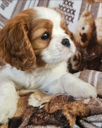 Cucvioli di Cavalier king con pedigree