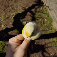 Canarini e cardellino