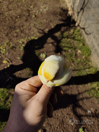 Canarini e cardellino