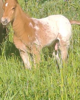 Cavallo/puledro