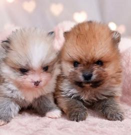 Volpini di pomerania toy