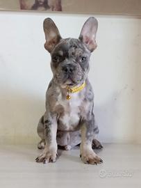Bulldog francese