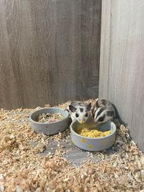 Petauro dello zucchero