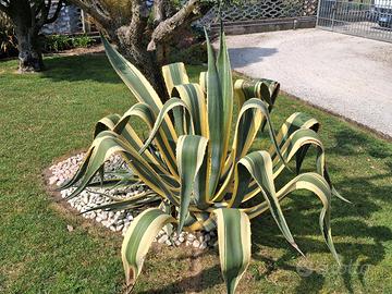 Agave variegata