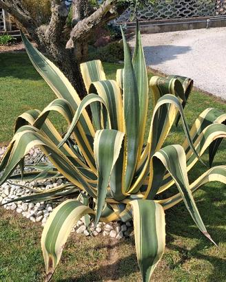 Agave variegata
