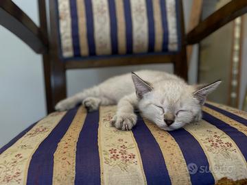 Gattino siamese
