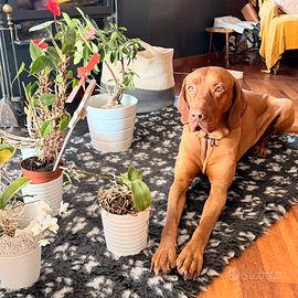Vizla maschio 3 anni disponibile per Accoppiamento