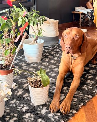 Vizla maschio 3 anni disponibile per Accoppiamento