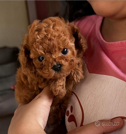 Barboncino mini Toy Red Brown