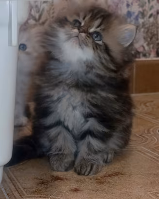 Stupenda femminuccia di gattino persiano Golden