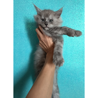 Maine coon 2 mesi blue smoke