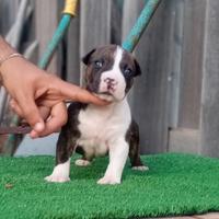 Cuccioli Amstaff con pedigree vaccini e microchip