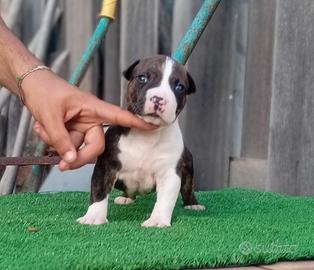 Cuccioli Amstaff con pedigree vaccini e microchip